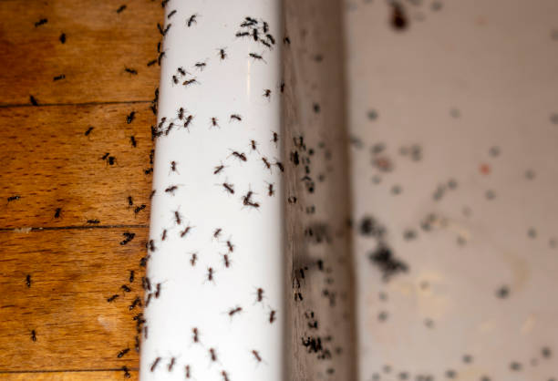 Best Mosquito Control Services  in Hazel Park, MI