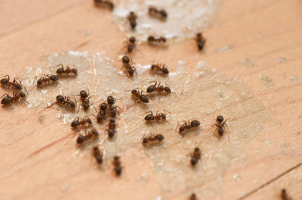 Best Bed Bug Extermination  in Hazel Park, MI